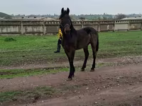 Айғыр, Friesian — 4-сурет