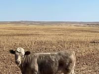 Bulle, Swiss cattle — Foto 1