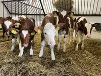 بقرة, Simmental cattle — الصورة 1