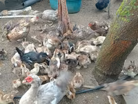 Ducks — फ़ोटो 4