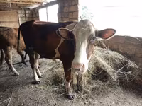 Vaca, Simmental cattle — foto 2