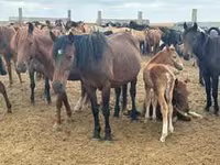 Hengst, Kazakh horse — Foto 1