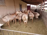 كبش, Arashan sheep — الصورة 6