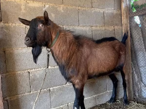 母山羊, Alpine goat