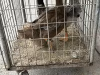 Ducks — Foto 3