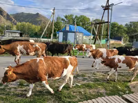 بقرة, Simmental cattle — الصورة 3