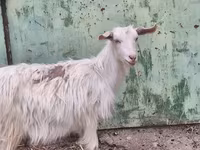 Cabra, Cabras — foto 1