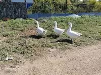 Chickens — الصورة 3