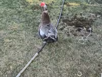 Domestic Muscovy — 2-rasm