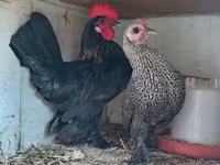 Chickens — foto 4