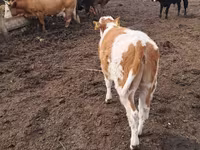 Vaca, Ganado vacuno — foto 5