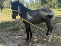 فرس, Australian Pony — الصورة 1