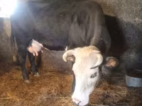 Kuh, Simmental cattle — Foto 3