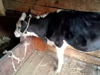 Сиыр, Russian Black pied cattle — 1-сурет