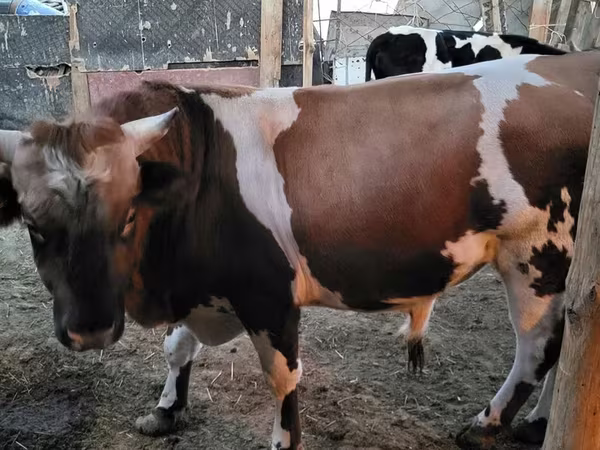 ثور, Swiss cattle