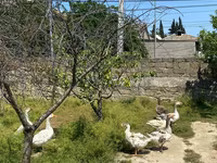 Geese — Foto 2