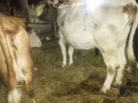 母牛, Cattle — 照片 2