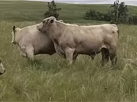 गाय, आउलियेकोल नस्ल — फ़ोटो 6