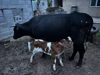 Сиыр, Latvian Blue cattle — 3-сурет