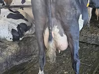 Kuh, Holstein-Rasse — Foto 4