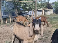 Ziege, Nubian Goat — Foto 4