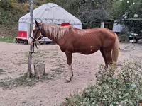 Hengst, Kazakh horse — Foto 2