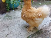 Chickens — foto 7