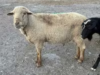 كبش, Hampshire sheep — الصورة 6
