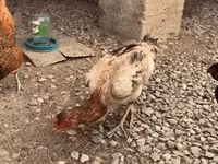 Chickens — foto 4
