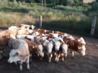 Buğa, Simmental cattle — foto 2