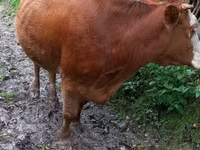 Cow, Cattle — photo 7