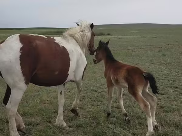 घोड़ी, Horse breed