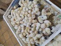 Chickens — 2-rasm