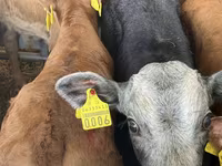Rinder (Partie, Geschlecht nicht angegeben), Simmental cattle — Foto 2