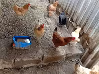 Chickens — الصورة 1