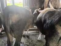 Vaca, Simmental cattle — foto 1