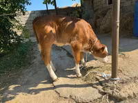Kuh, Rinder — Foto 4
