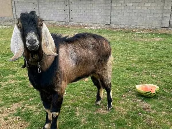 Ziegenbock, Nubian Goat
