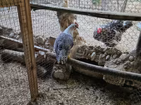 Chickens — Foto 2