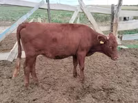 Kuh, Simmental cattle — Foto 2