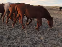 Айғыр, Kazakh horse — 3-сурет