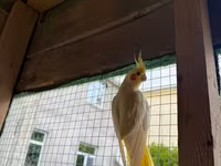 Korella qəfəs yuva munasib qiymete — Foto 3