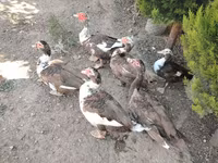 Ducks — Foto 1