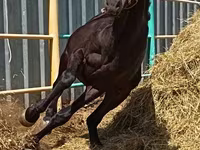 Hengst, Horse breed — Foto 2