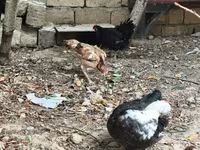 Chickens — फ़ोटो 6