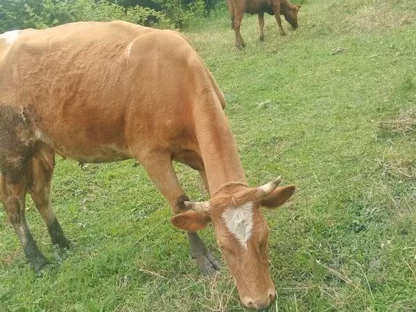 Корова, Simmental cattle