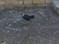Guinea fowl — 5-rasm