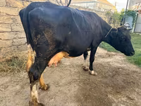 Kuh, Rotbunte Rasse — Foto 1