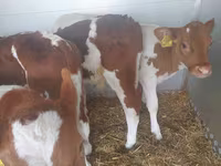 Bulle, Simmental cattle — Foto 3