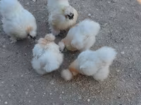 Chickens — photo 3
